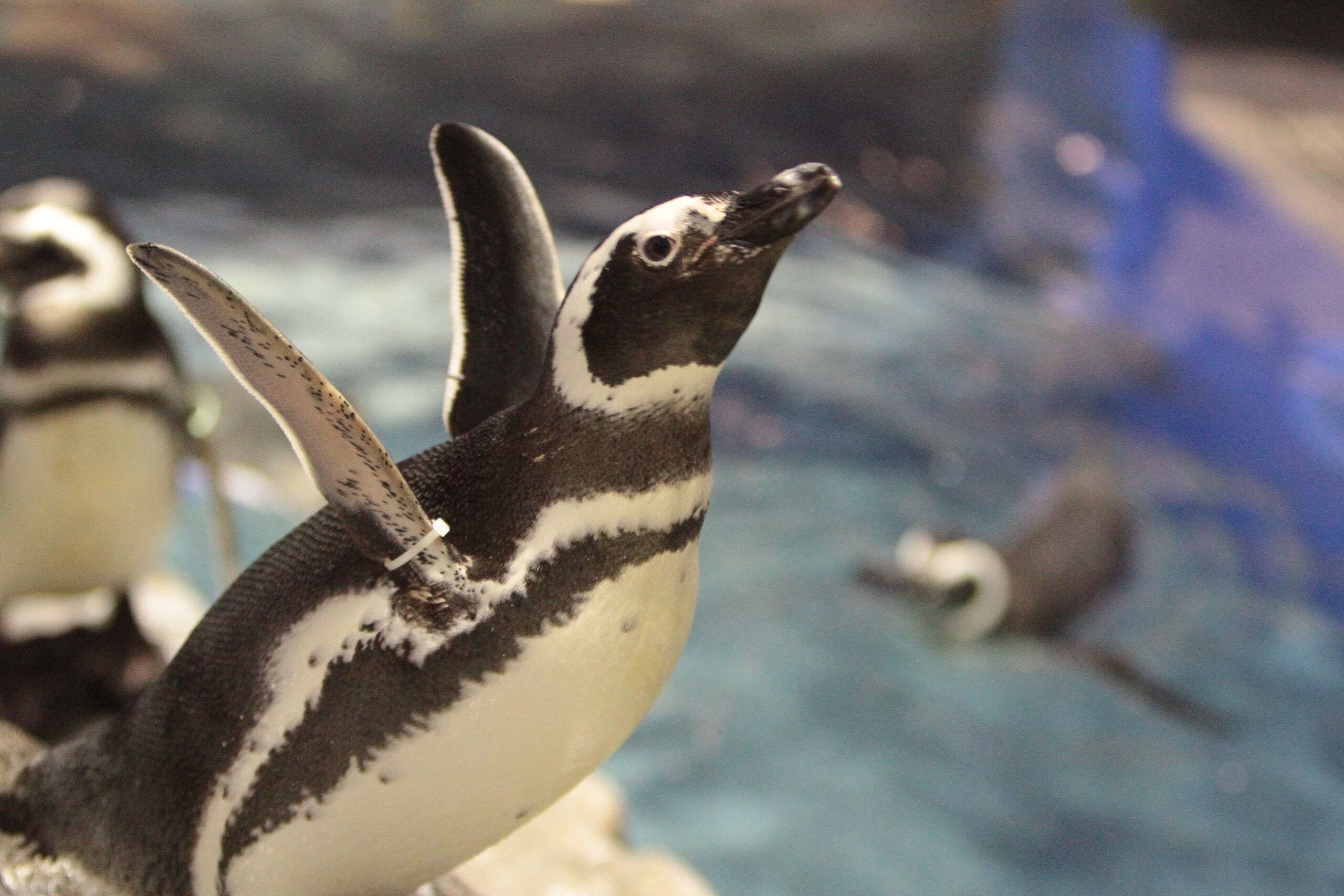SKYTREE® Enjoy Pack Sumida Aquarium Plan