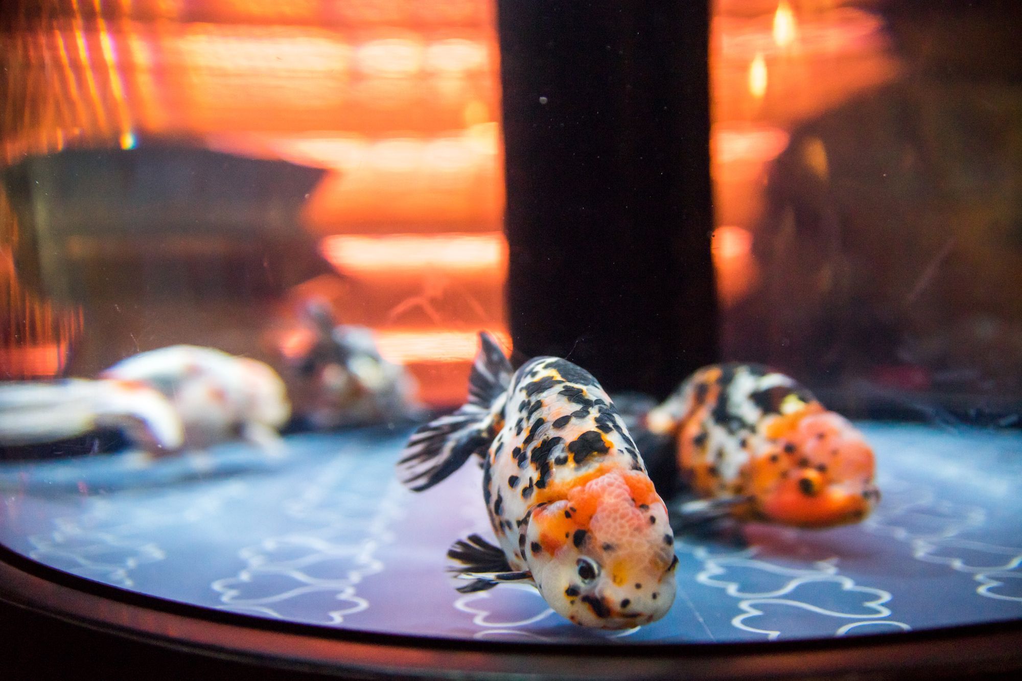 SKYTREE® Enjoy Pack Sumida Aquarium Plan