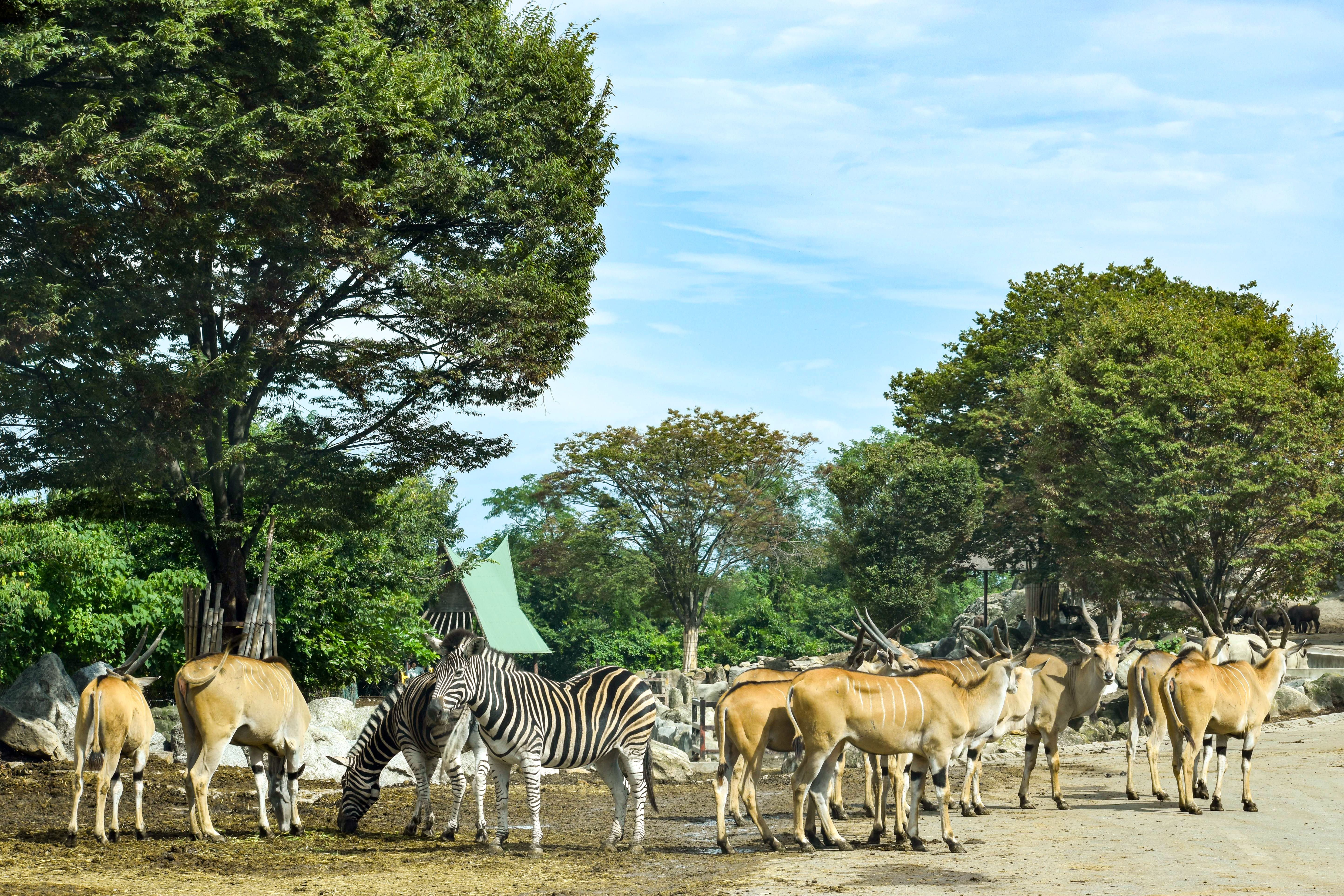 群馬サファリパーク 入園Eチケット＜100円～200円割引＞