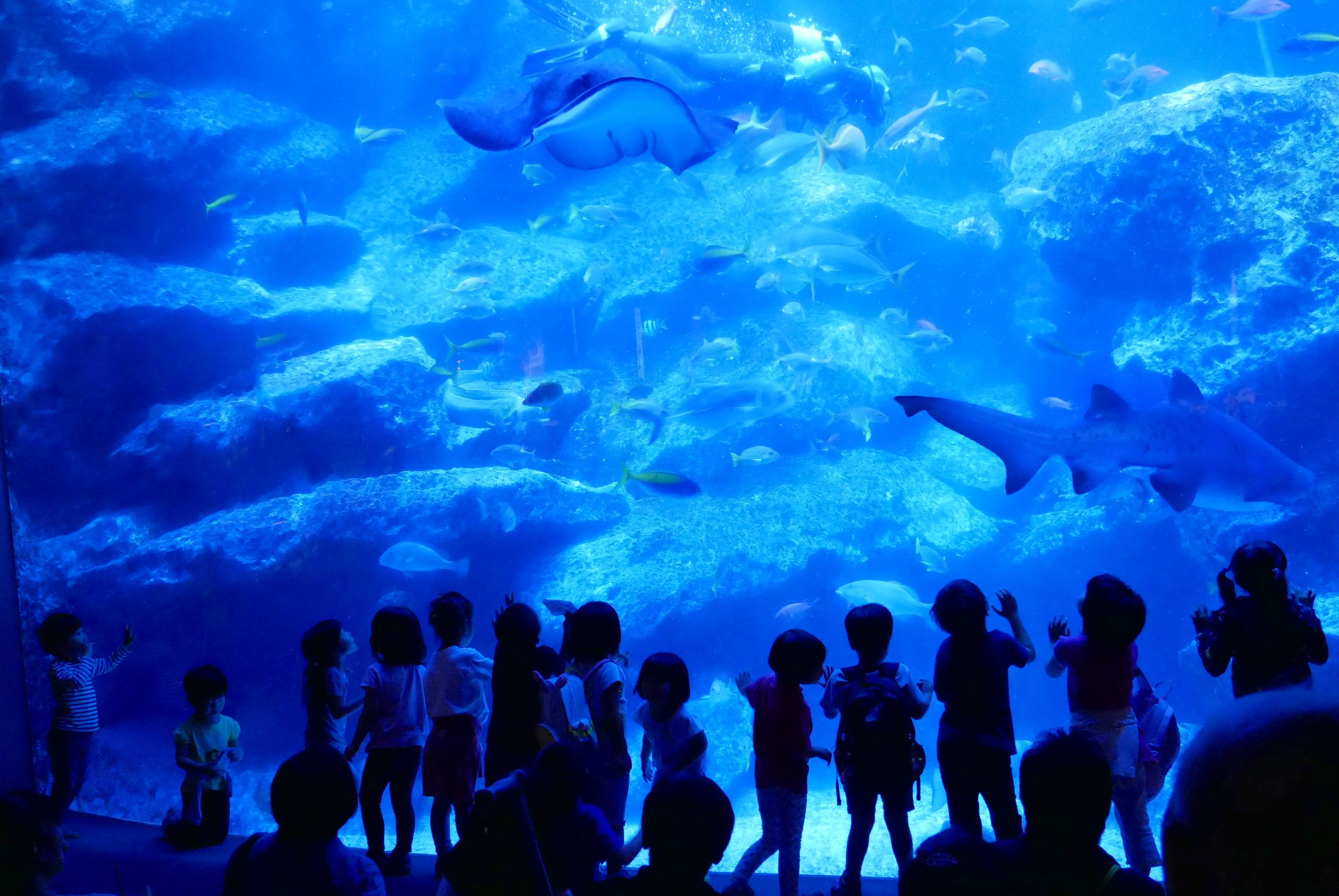 墨田水族馆 入场券